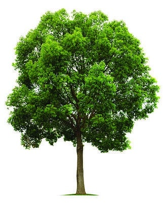 smtree