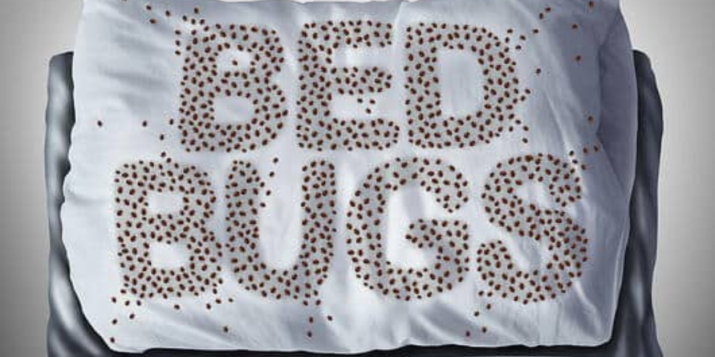 Bed Bug Solutions